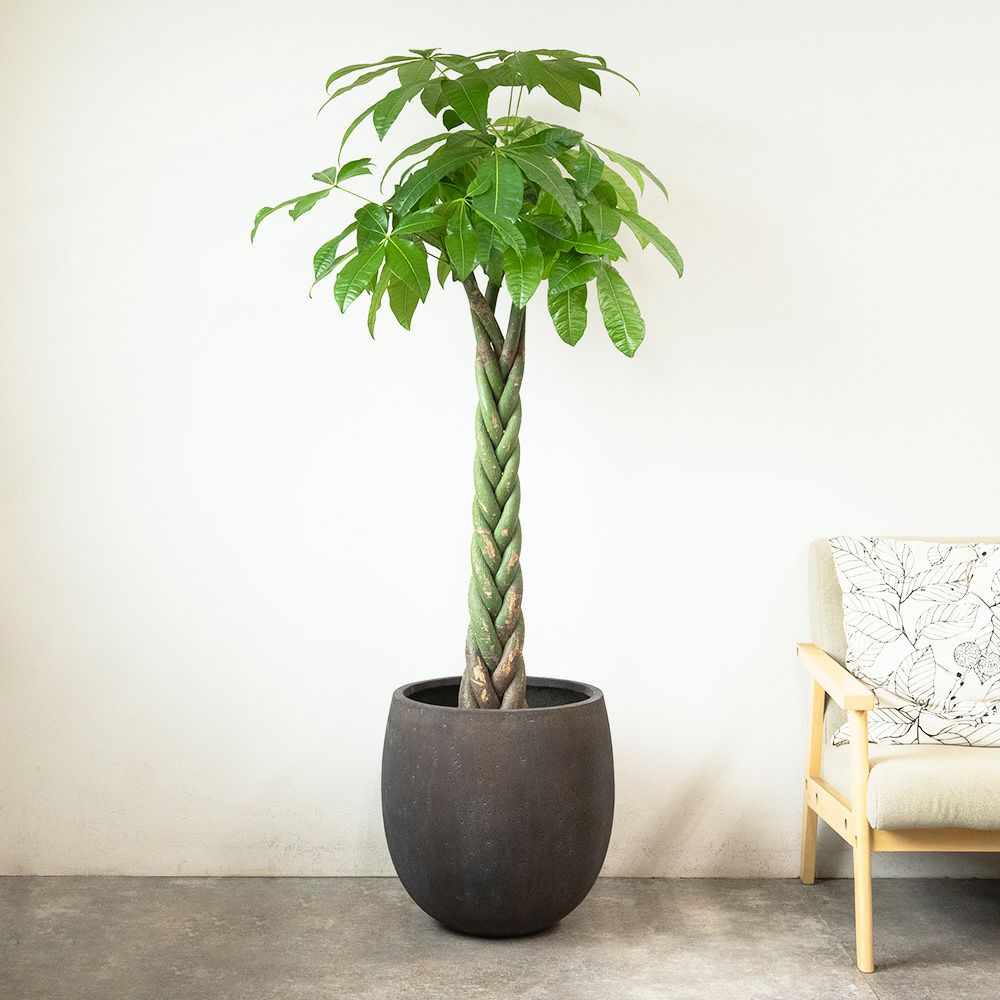 パキラ 10号鉢 ファイバーストーン(陶器)鉢カバー付き 観葉植物 本物