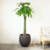  パキラ 10号鉢 ファイバーストーン(陶器)鉢カバー付き 観葉植物 本物