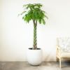  パキラ 10号鉢 ファイバーストーン(陶器)鉢カバー付き 観葉植物 本物