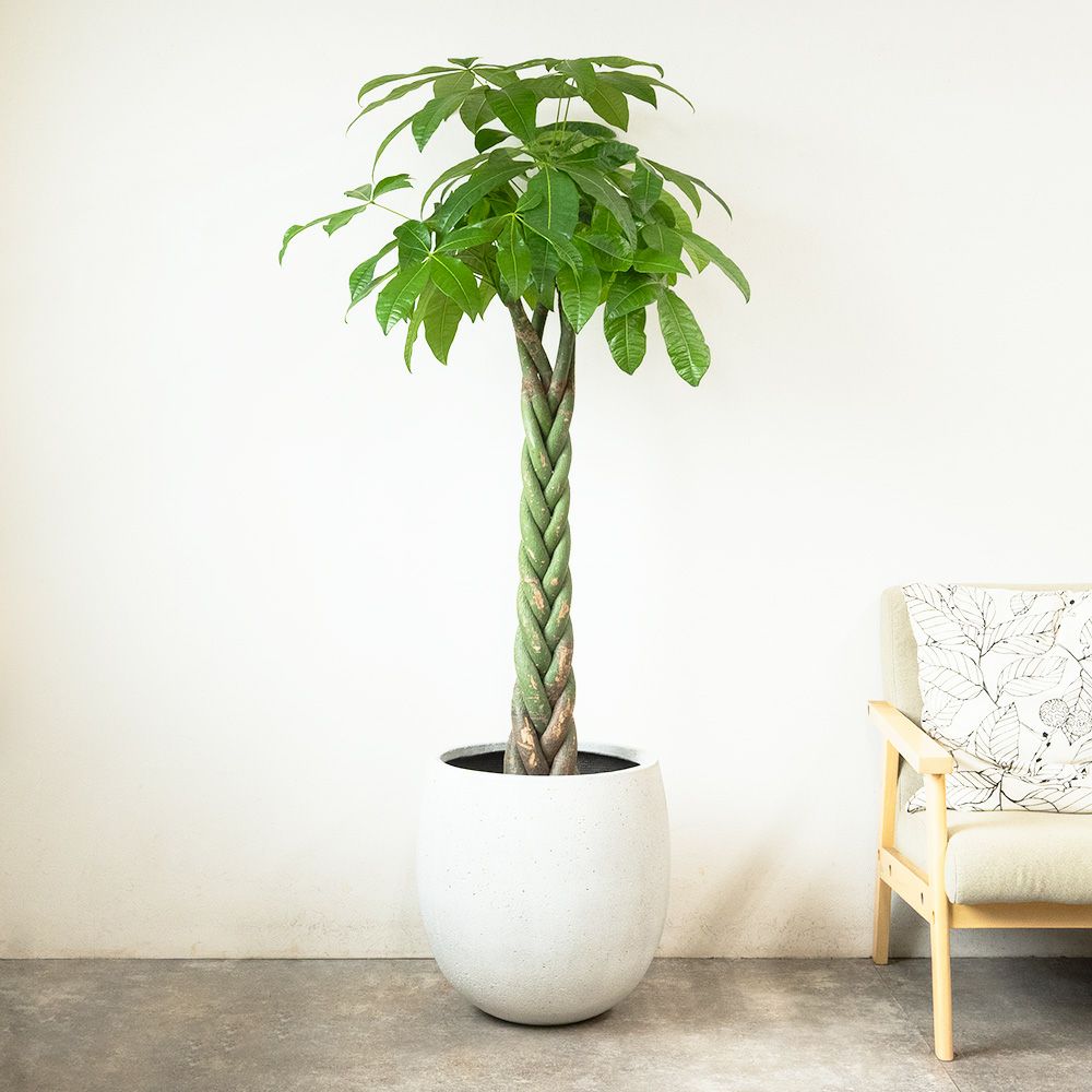 パキラ 10号鉢 ファイバーストーン(陶器)鉢カバー付き 観葉植物 本物