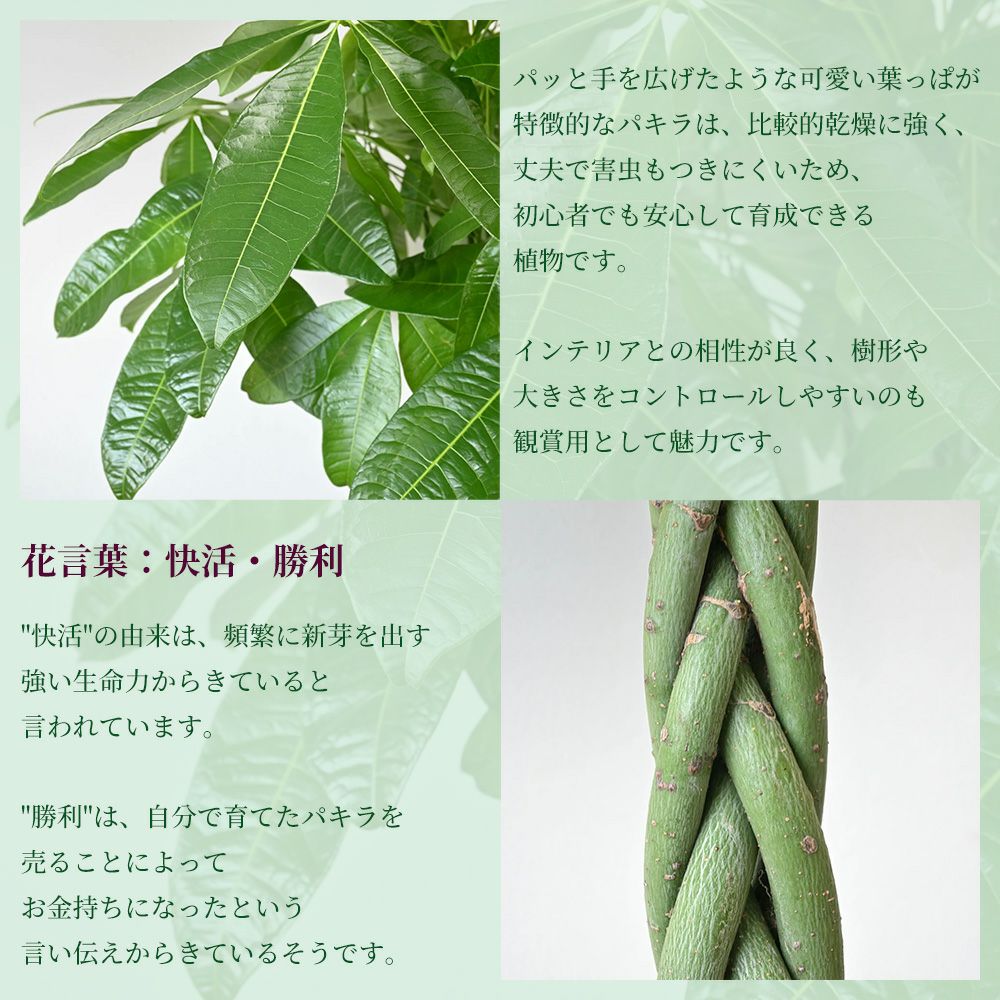 パキラ 10号鉢 ファイバーストーン(陶器)鉢カバー付き 観葉植物 本物