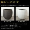  パキラ 10号鉢 ファイバーストーン(陶器)鉢カバー付き 観葉植物 本物