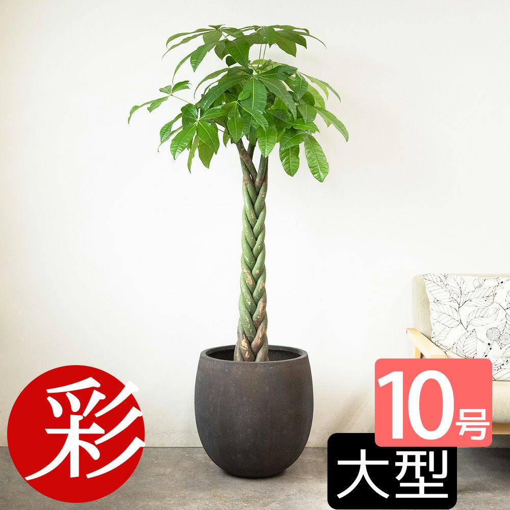 パキラ 10号鉢 ファイバーストーン(陶器)鉢カバー付き 観葉植物 本物