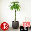 パキラ 10号鉢 ファイバーストーン(陶器)鉢カバー付き 観葉植物 本物