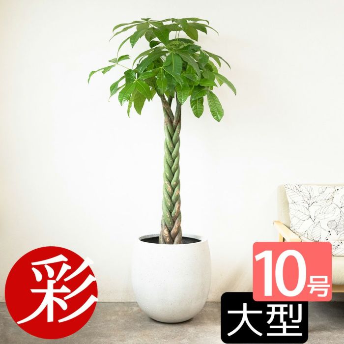 パキラ 10号鉢 ファイバーストーン(陶器)鉢カバー付き 観葉植物 本物