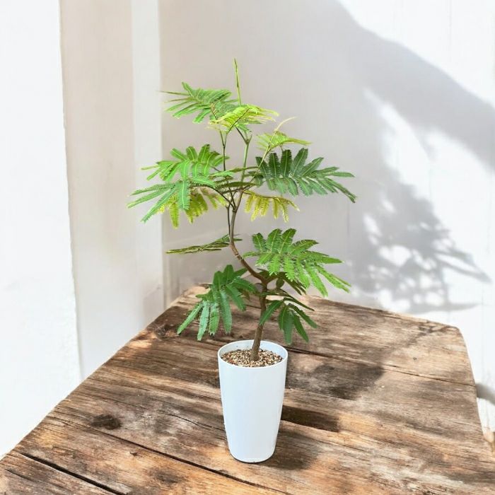 観葉植物現品販売