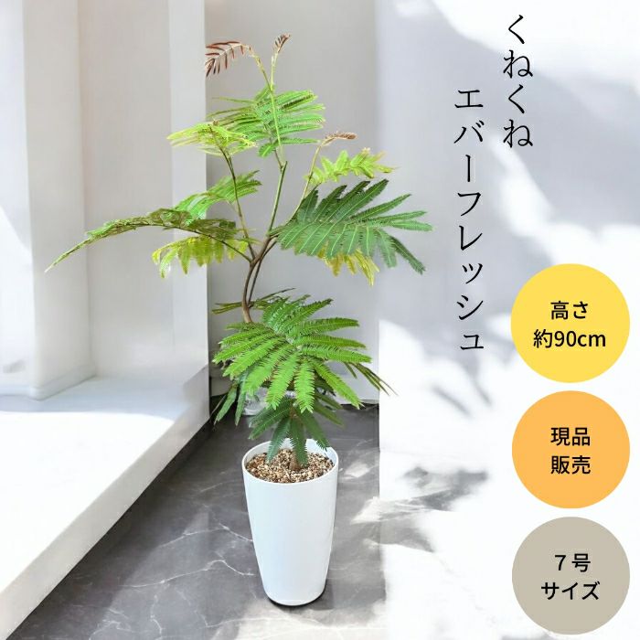 観葉植物現品販売