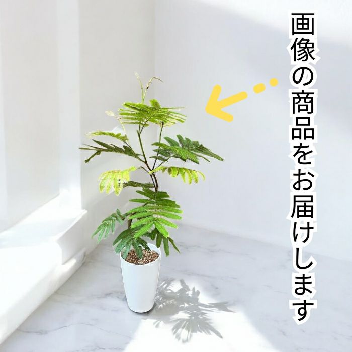 観葉植物現品販売