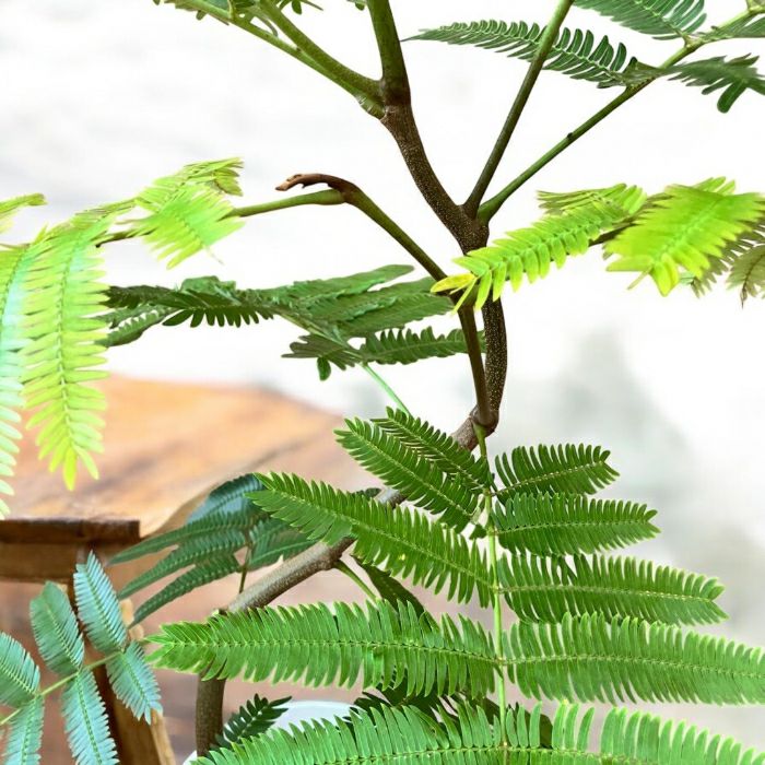 観葉植物現品販売