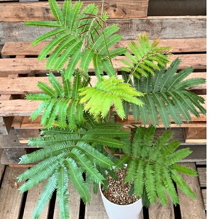 観葉植物現品販売