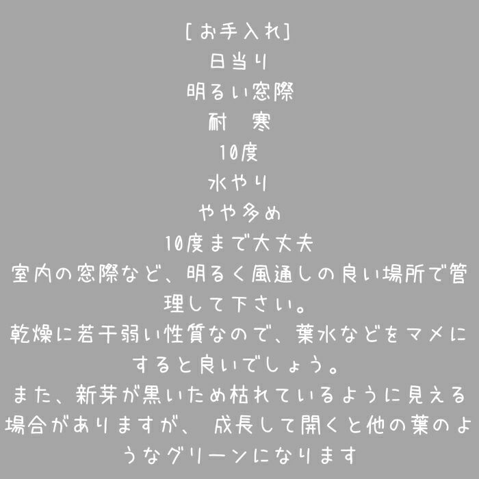 観葉植物現品販売