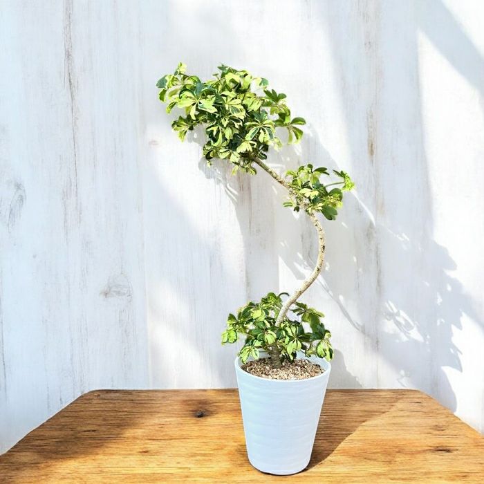 観葉植物現品販売