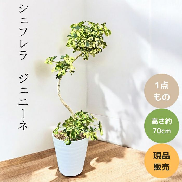 観葉植物現品販売