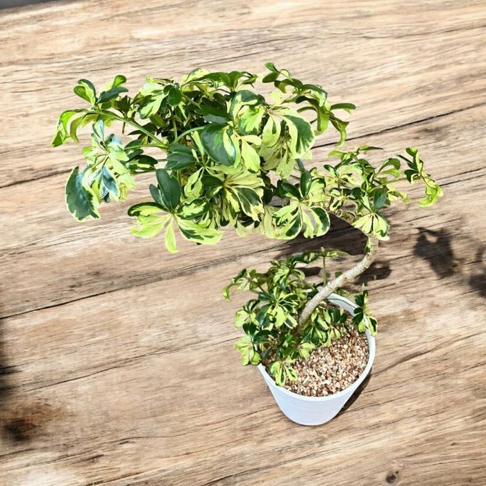 観葉植物現品販売