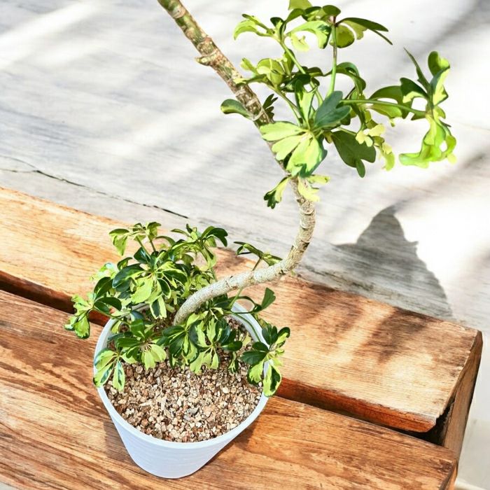 観葉植物現品販売