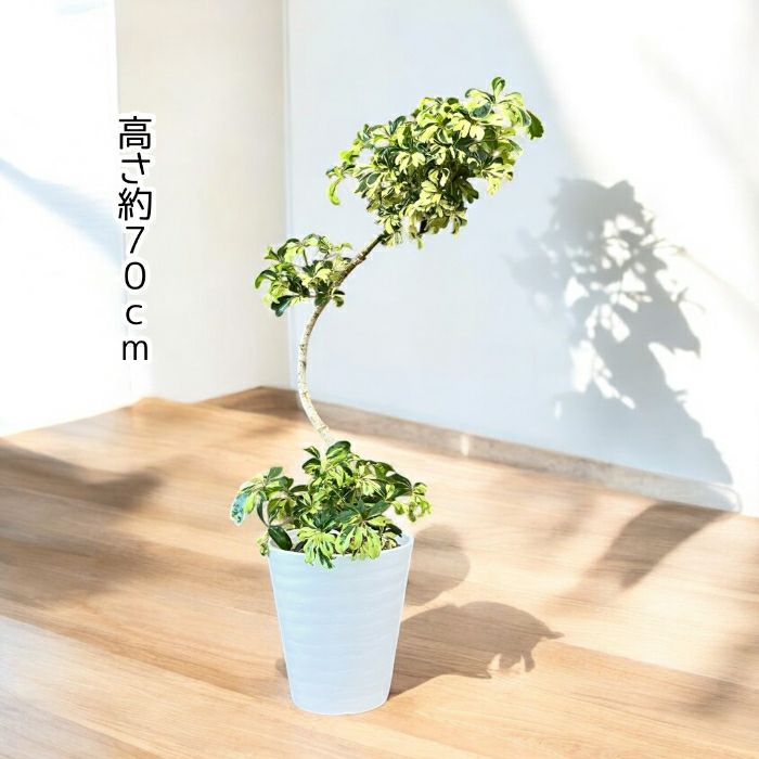 観葉植物現品販売