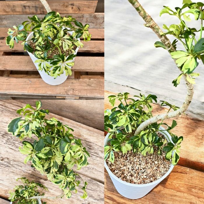 観葉植物現品販売