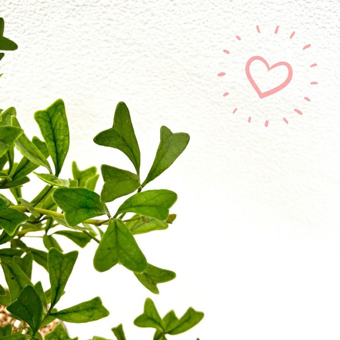 観葉植物現品販売