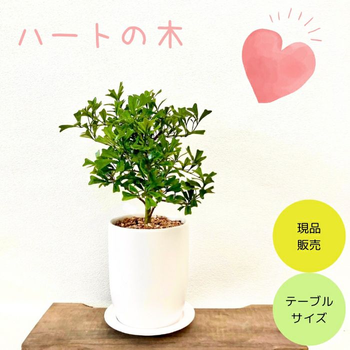観葉植物現品販売