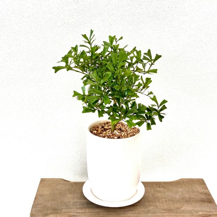 観葉植物現品販売