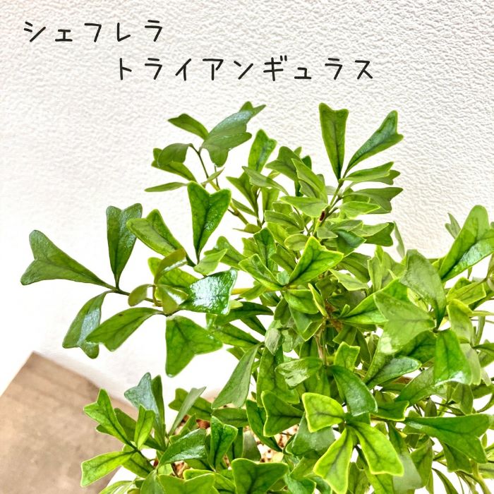 観葉植物現品販売