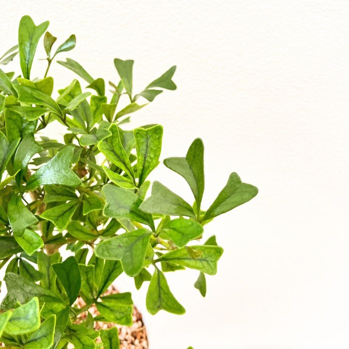 観葉植物現品販売