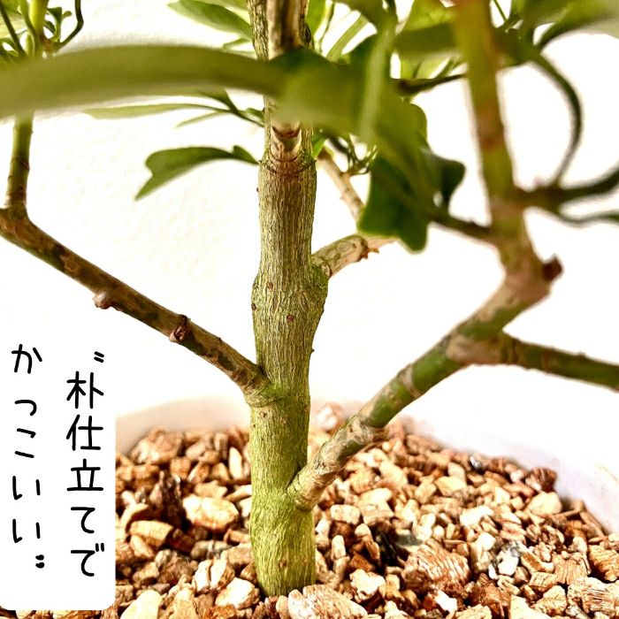 観葉植物現品販売