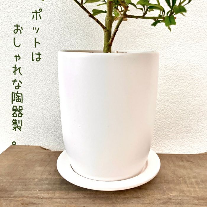 観葉植物現品販売