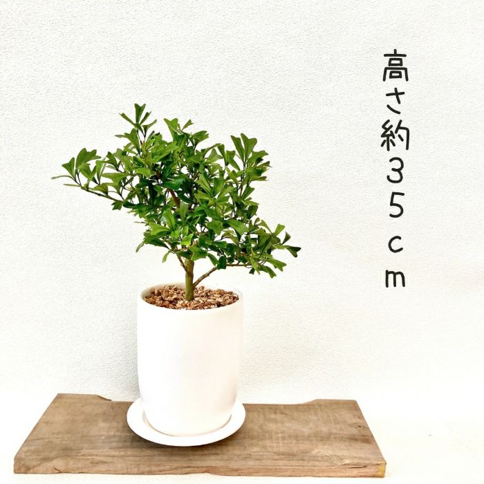 観葉植物現品販売