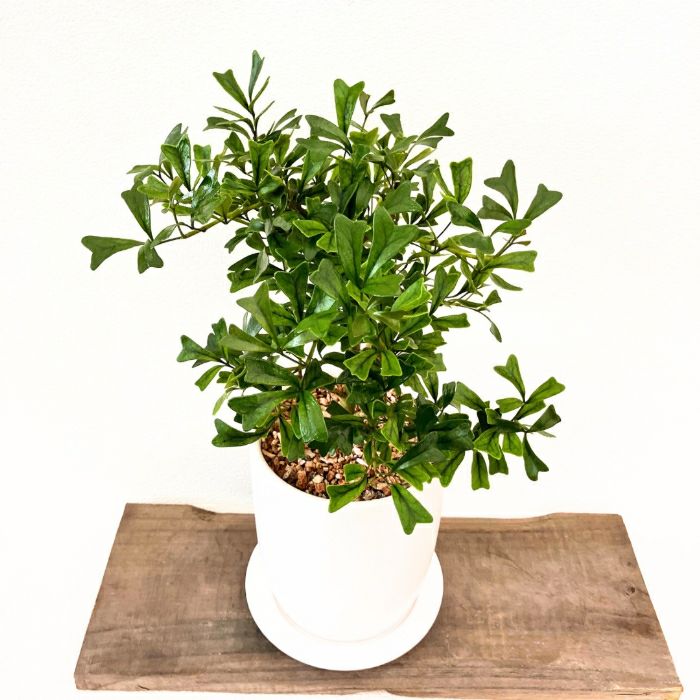 観葉植物現品販売