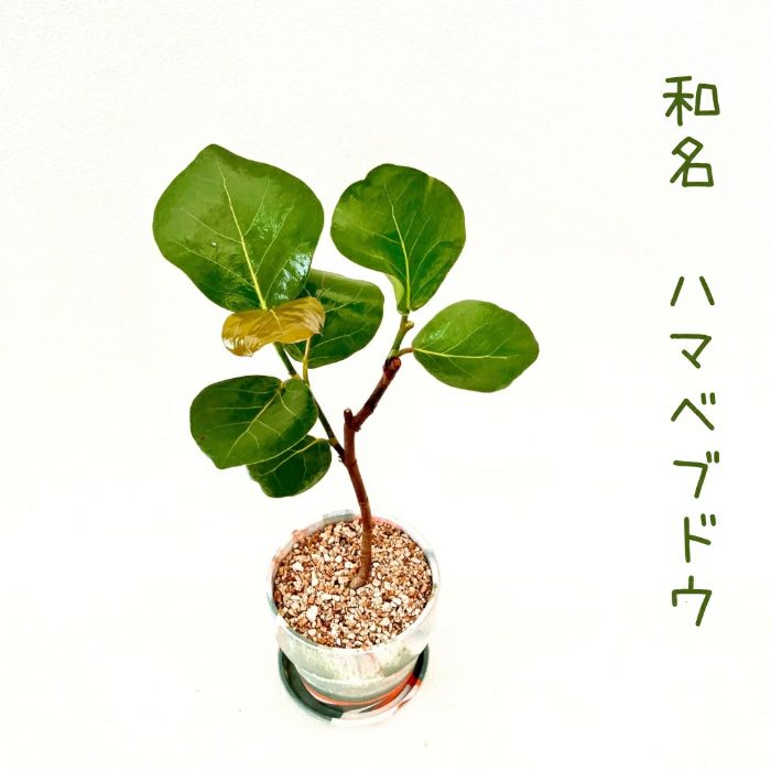 観葉植物現品販売