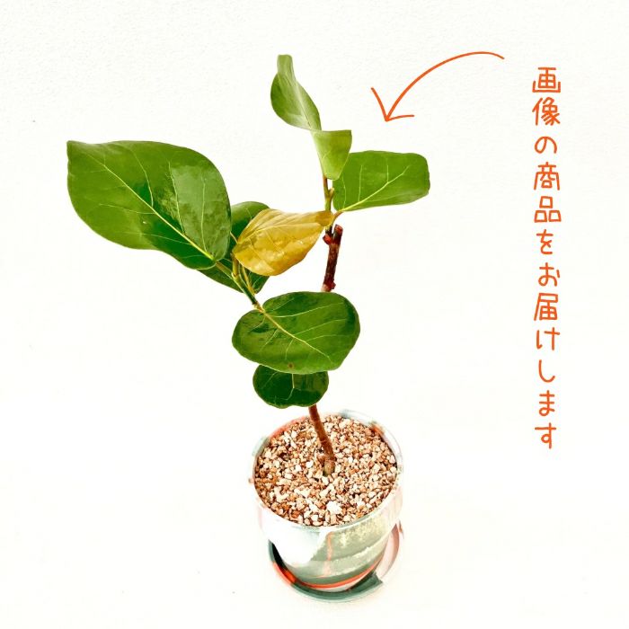 観葉植物現品販売