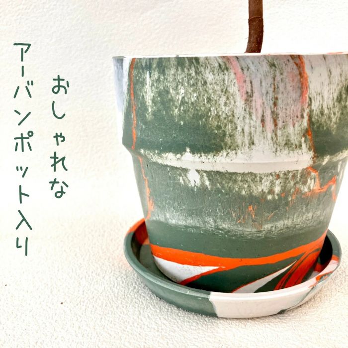 観葉植物現品販売