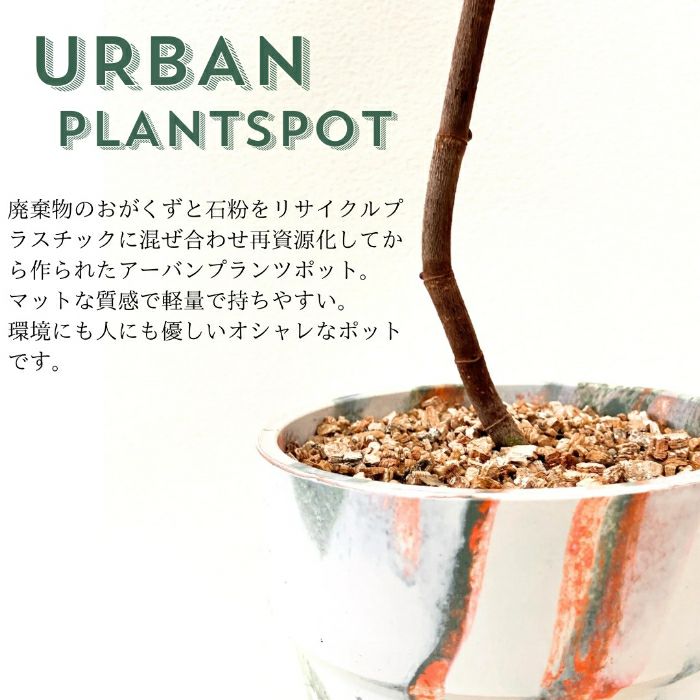 観葉植物現品販売