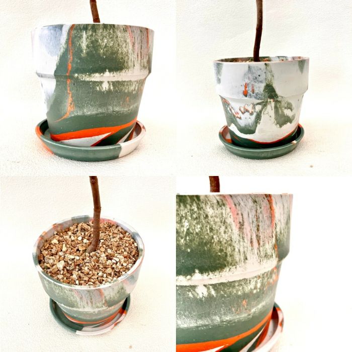 観葉植物現品販売