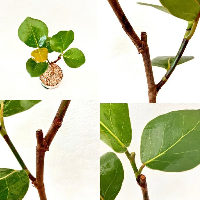 観葉植物現品販売