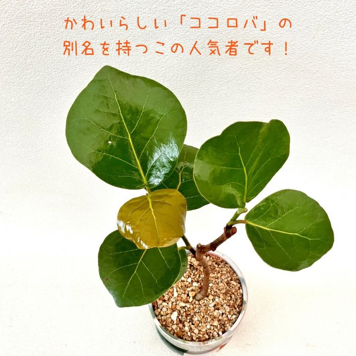 観葉植物現品販売