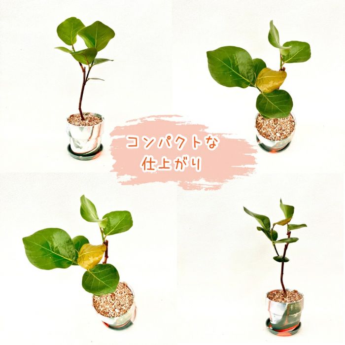 観葉植物現品販売