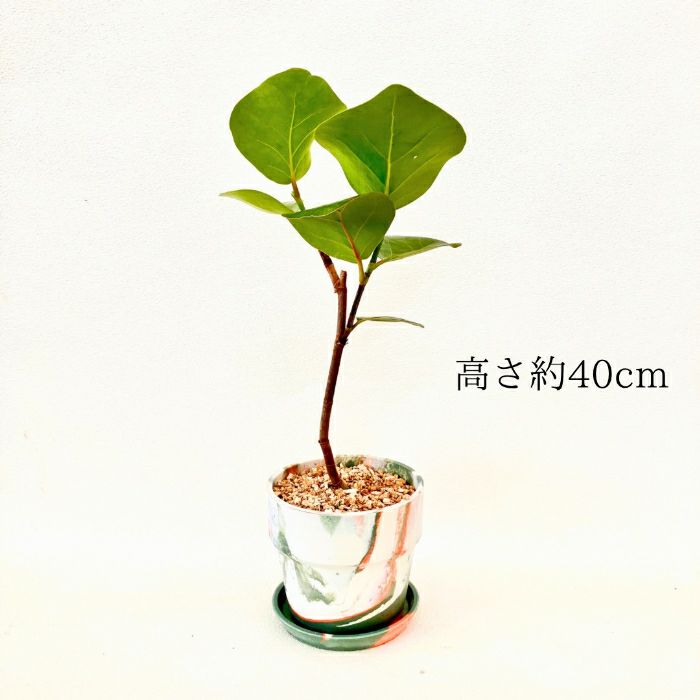 観葉植物現品販売