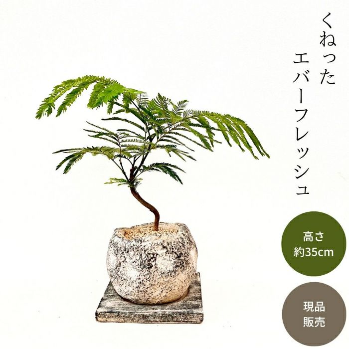 観葉植物現品販売