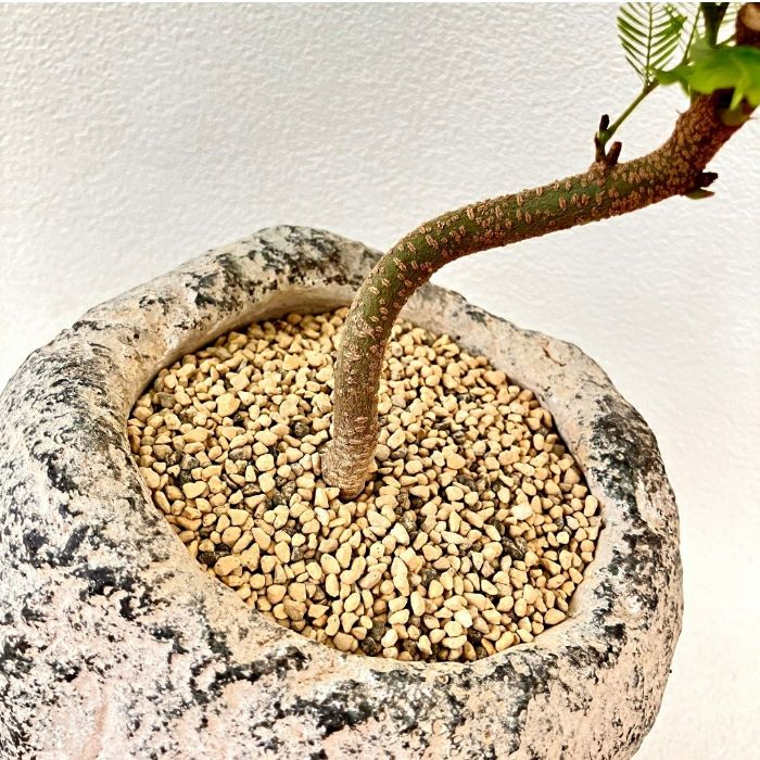 観葉植物現品販売