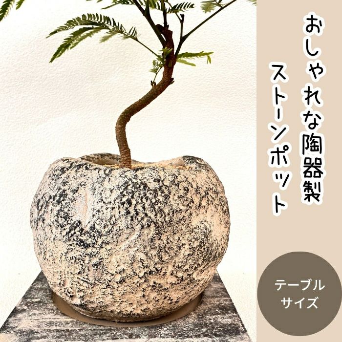 観葉植物現品販売
