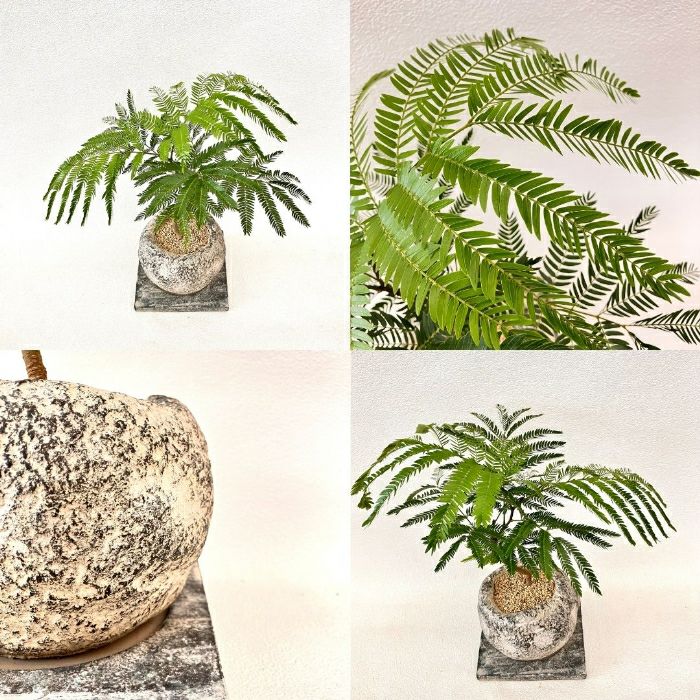 観葉植物現品販売