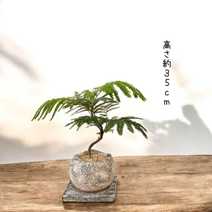 観葉植物現品販売