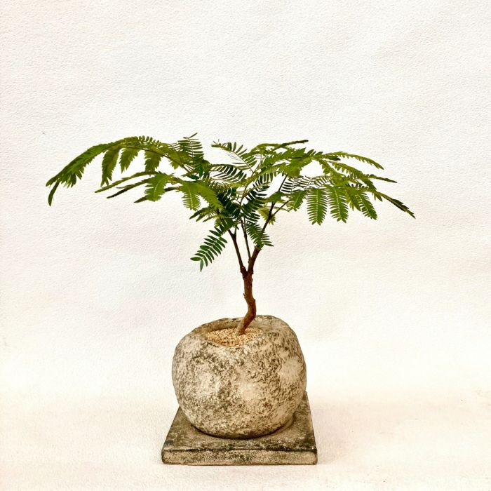 観葉植物現品販売