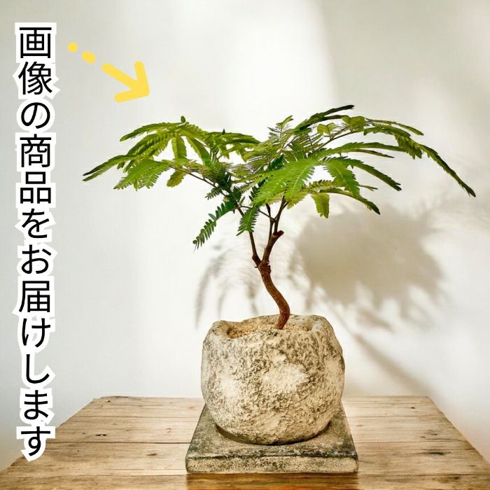 観葉植物現品販売