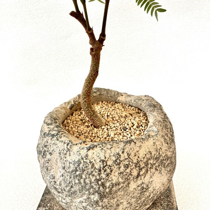 観葉植物現品販売