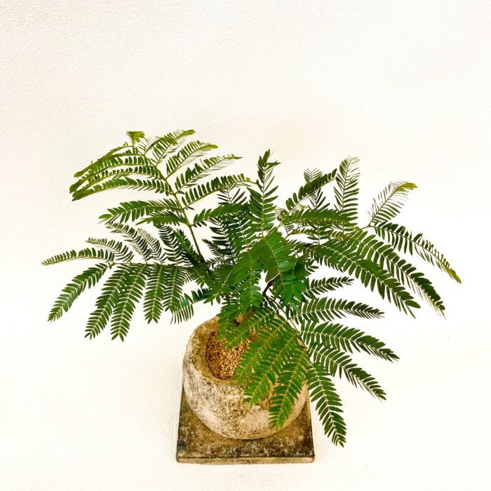 観葉植物現品販売