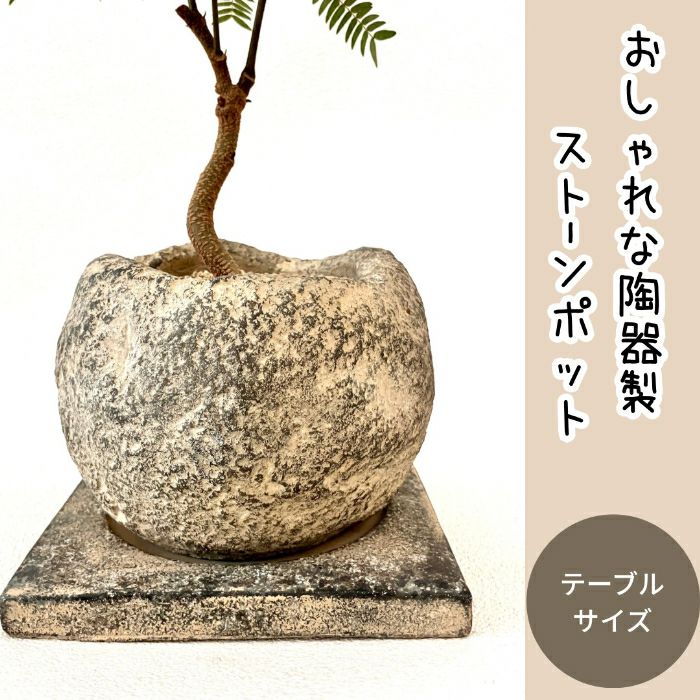 観葉植物現品販売