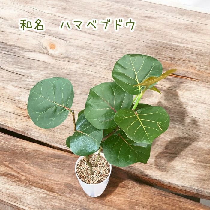 観葉植物現品販売